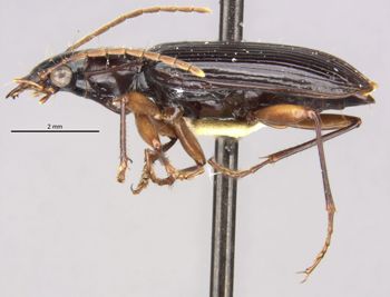 Media type: image;   Entomology 28605 Aspect: habitus lateral view